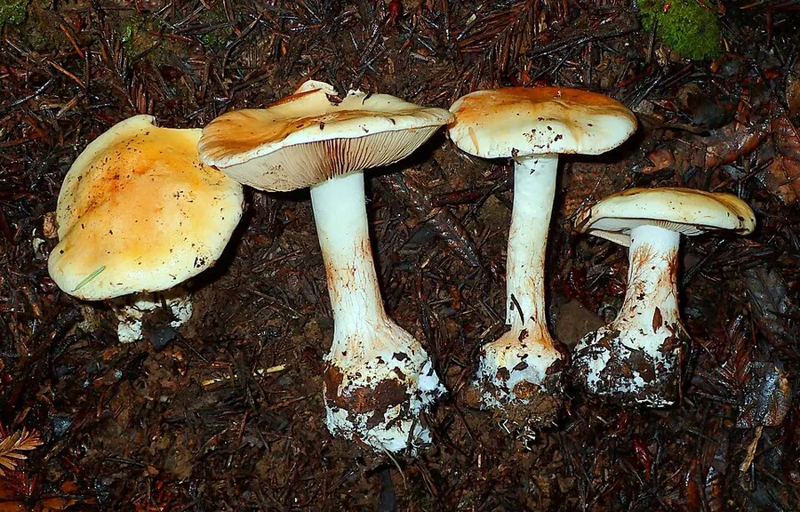 Dokumentasi Calonarius aureofulvus — Fotografi