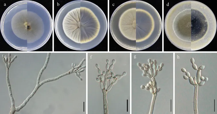 Dokumentasi Cladosporium eucommiae — Pelat ilmiah