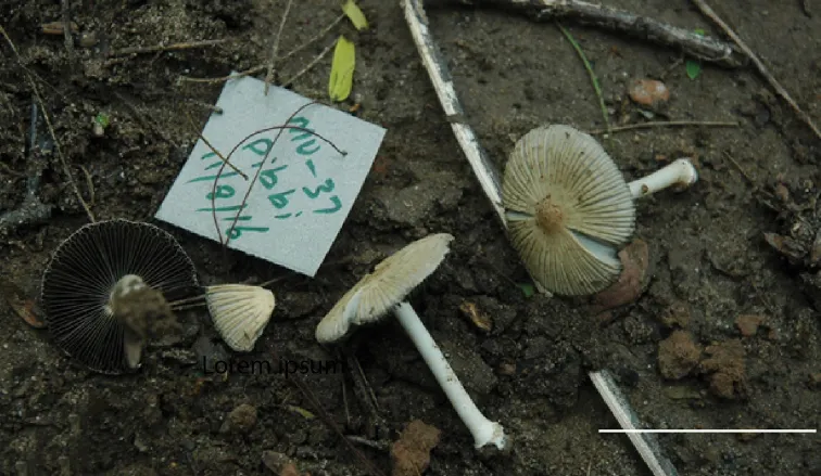 Dokumentasi Coprinellus pakistanicus — Pelat ilmiah