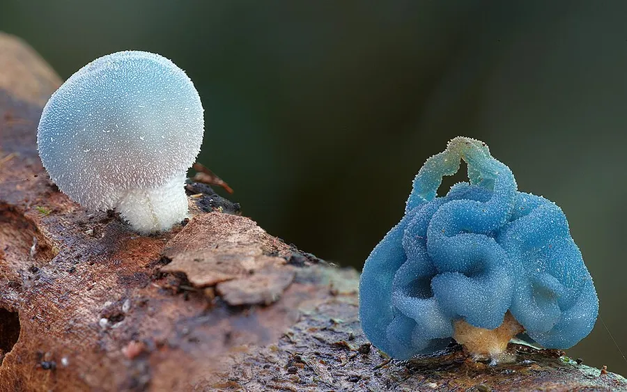 Dokumentasi Coprinopsis pulchricaerulea — Fotografi