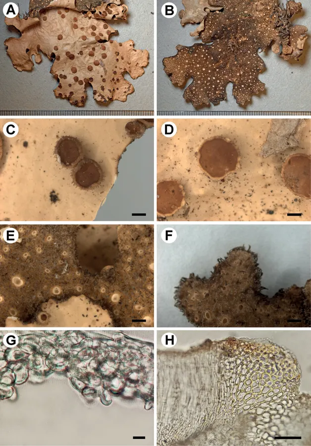Dokumentasi Sticta amboroensis — Pelat ilmiah