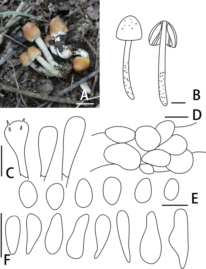 Dokumentasi Candolleomyces subcandolleanus — Pelat ilmiah