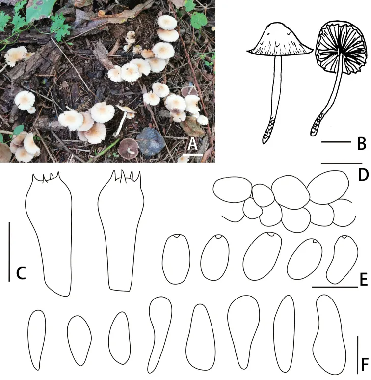 Dokumentasi Candolleomyces yanshanensis — Pelat ilmiah