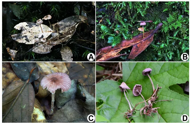 Dokumentasi Gymnopus iodes — Pelat ilmiah