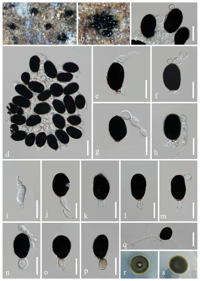 Dokumentasi Fuscosporella guizhouensis — Pelat ilmiah