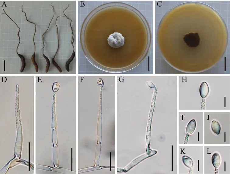 Dokumentasi Ophiocordyceps nujiangensis — Pelat ilmiah