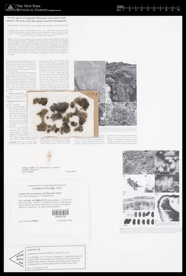 Dokumentasi Anaptychia nevadensis — Voucher herbarium