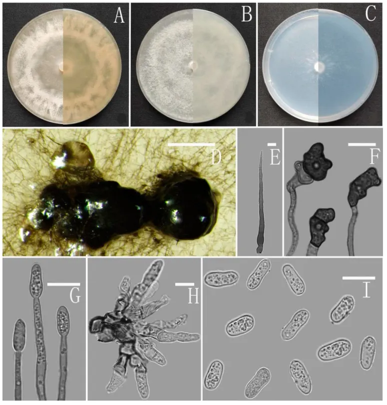 Dokumentasi Colletotrichum cangyuanense — Pelat ilmiah