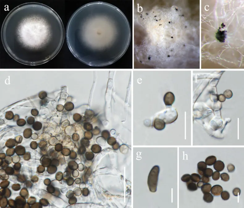 Dokumentasi Apiospora mukdahanensis — Pelat ilmiah