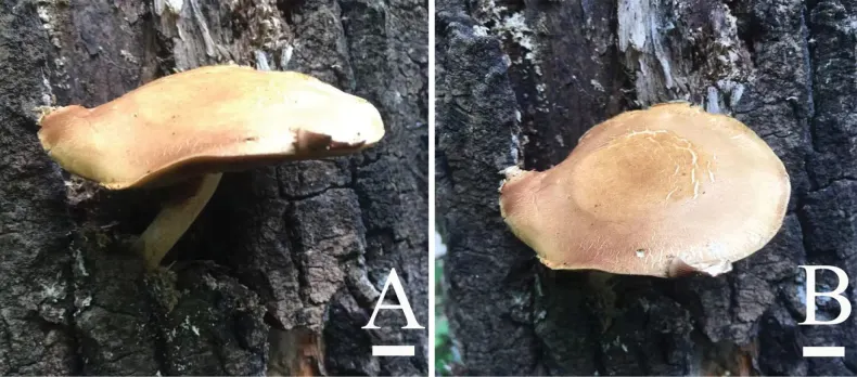 Dokumentasi Agrocybe eduardii — Pelat ilmiah