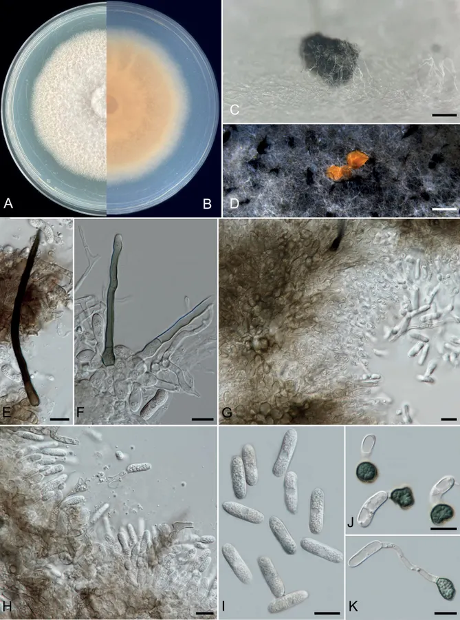 Dokumentasi Colletotrichum guangdongense — Pelat ilmiah