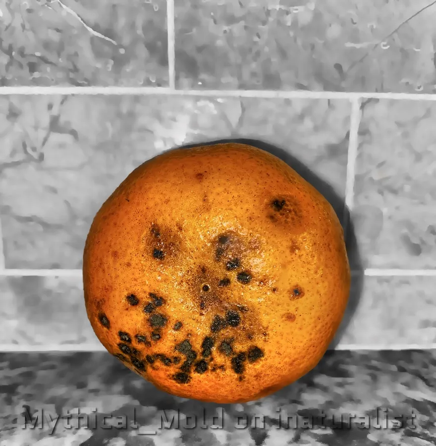 Dokumentasi Alternaria citri — Fotografi