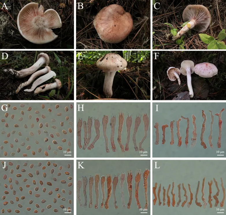 Dokumentasi Hygrophorus pseudopurpurascens — Pelat ilmiah