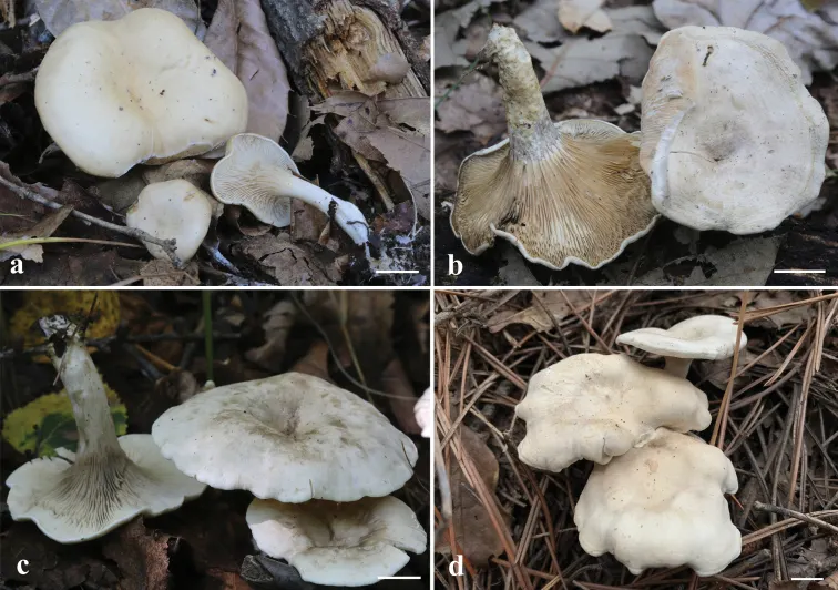 Dokumentasi Clitocella colorata — Pelat ilmiah