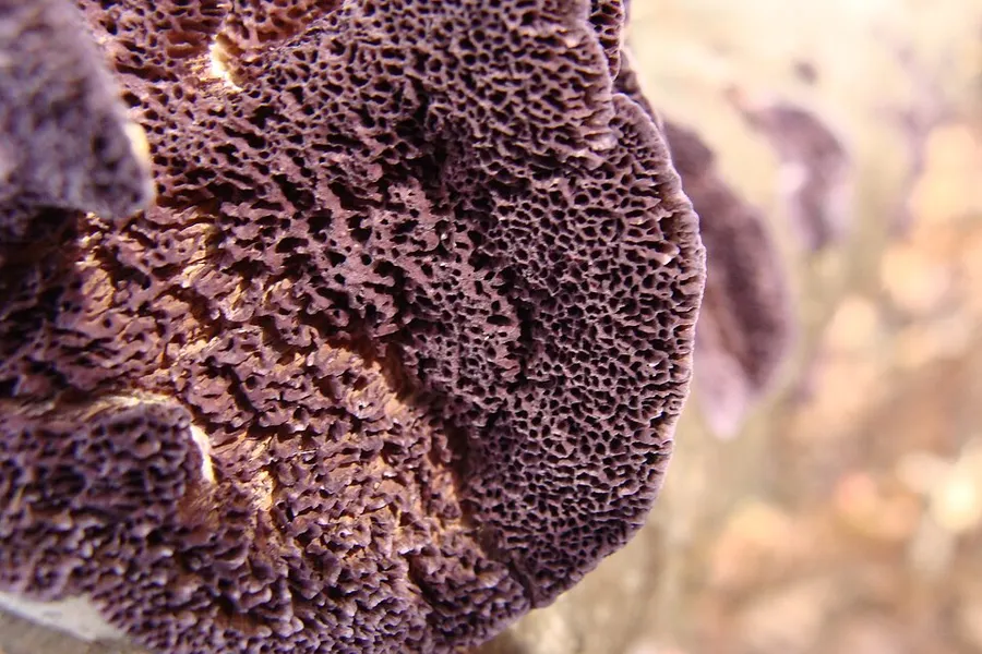 Dokumentasi Trichaptum biforme — Fotografi