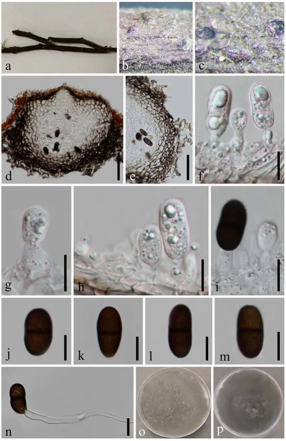 Dokumentasi Dothiorella rosacearum — Pelat ilmiah