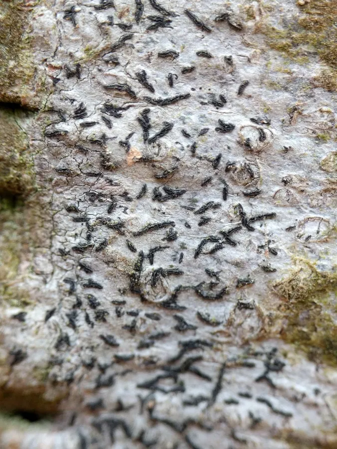 Dokumentasi Alyxoria culmigena — Fotografi