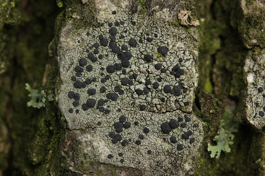 Dokumentasi Amandinea punctata — Fotografi