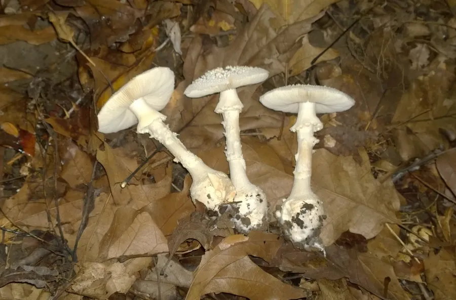 Dokumentasi Amanita abrupta — Fotografi