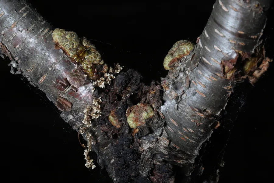 Dokumentasi Apiosporina morbosa — Fotografi