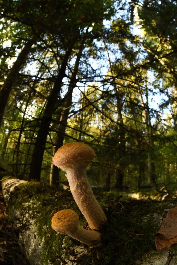 Dokumentasi Armillaria borealis — Fotografi