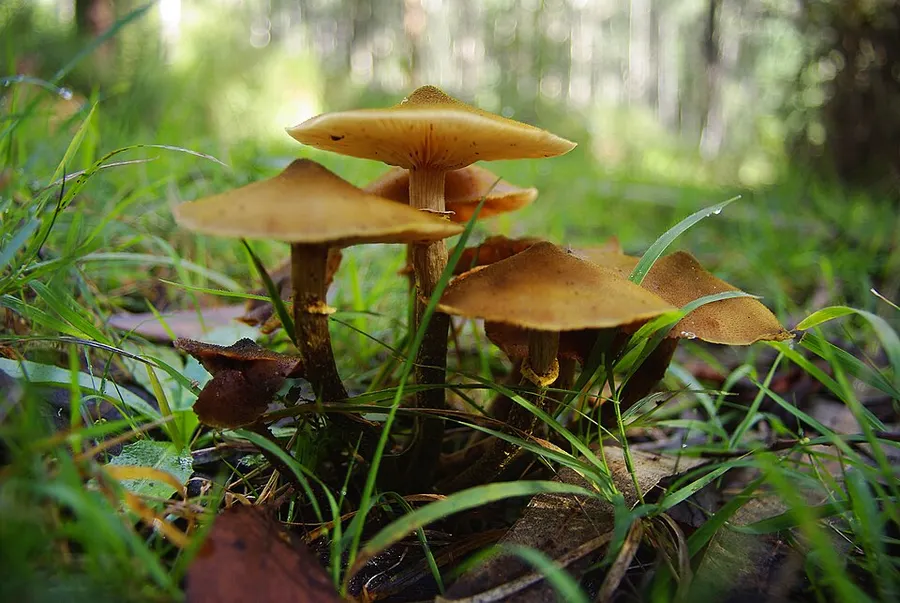 Dokumentasi Armillaria luteobubalina — Fotografi