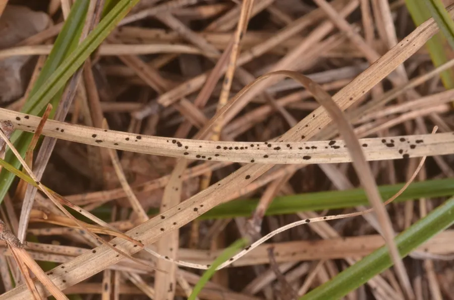 Dokumentasi Arthrinium caricicola — Fotografi