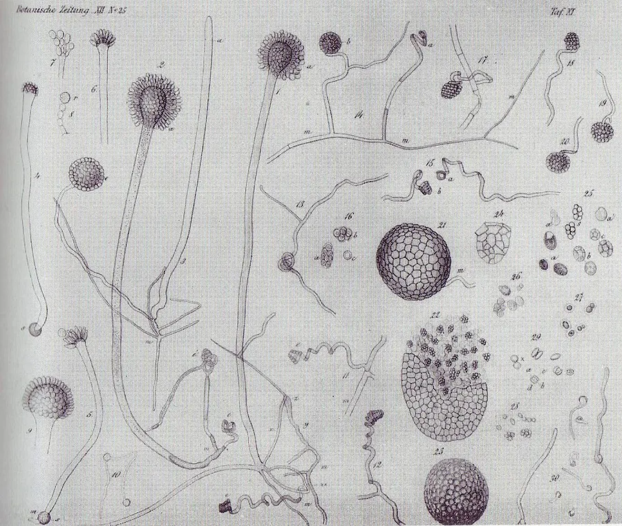 Dokumentasi Aspergillus glaucus — Fotografi
