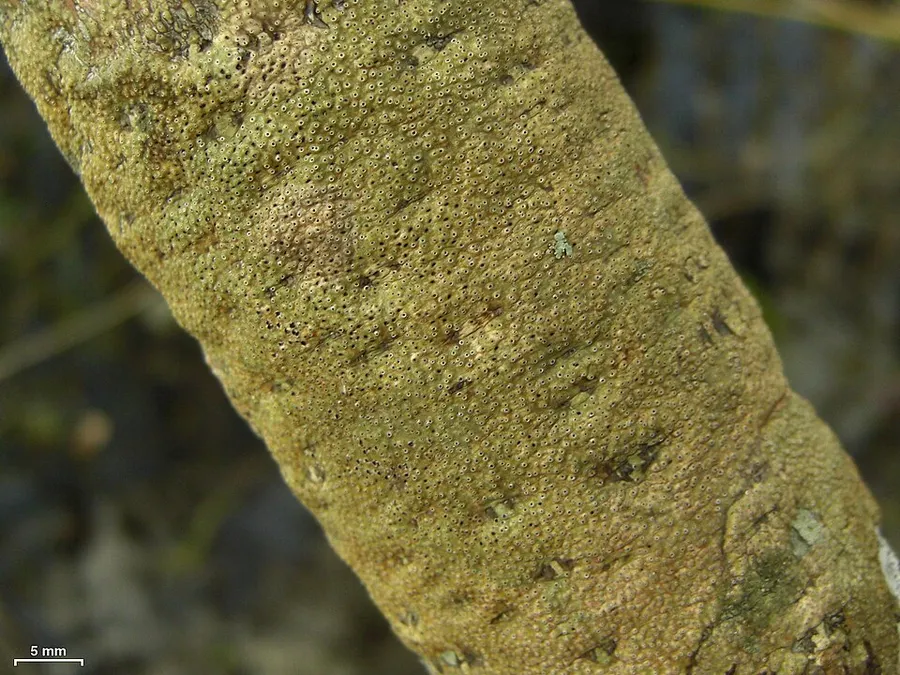 Dokumentasi Astrothelium marcidum — Fotografi