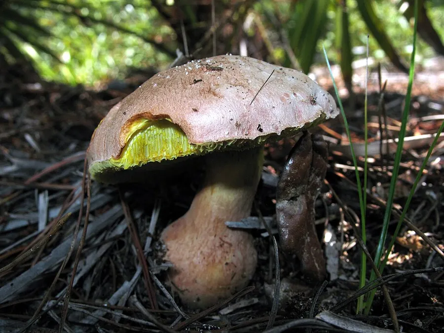 Dokumentasi Boletus abruptibulbus — Fotografi