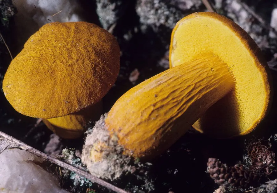 Dokumentasi Aureoboletus auriflammeus — Fotografi