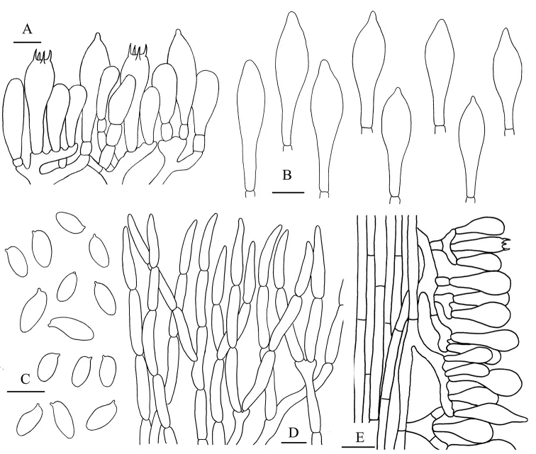 Dokumentasi Aureoboletus griseorufescens — Pelat ilmiah