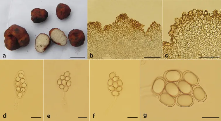 Dokumentasi Balsamia platyspora — Pelat ilmiah