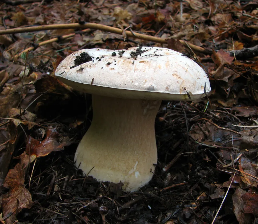 Dokumentasi Boletus barrowsii — Fotografi