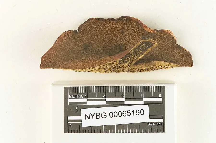 Dokumentasi Boletus pyrrhosceles — Voucher herbarium