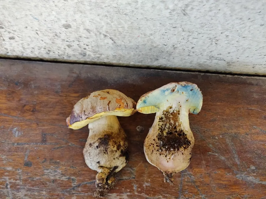 Dokumentasi Butyriboletus fechtneri — Fotografi