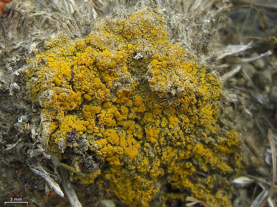 Dokumentasi Candelariella aggregata — Fotografi