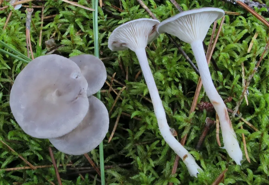 Dokumentasi Cantharellula umbonata — Fotografi