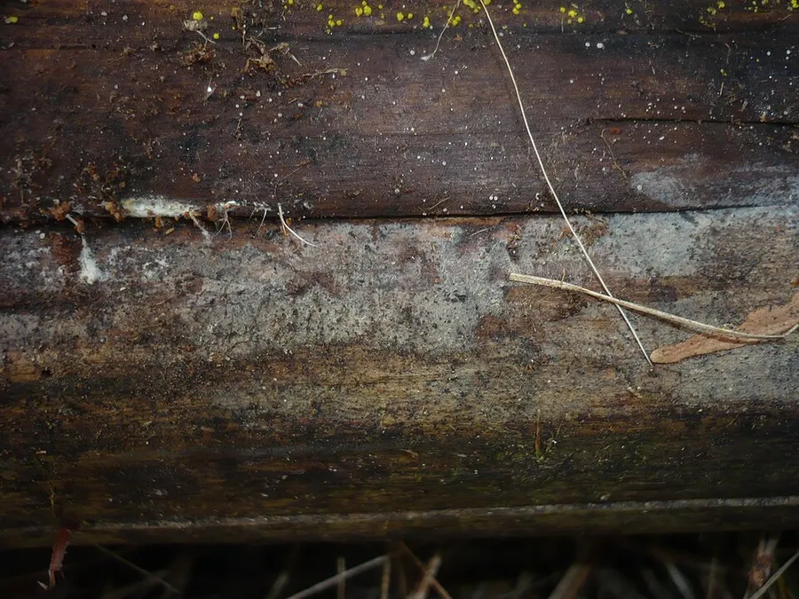 Dokumentasi Ceratobasidium cornigerum — Fotografi