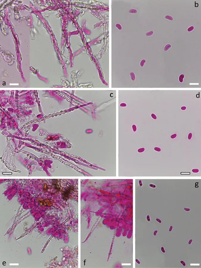 Dokumentasi Subulicystidium oberwinkleri — Pelat ilmiah