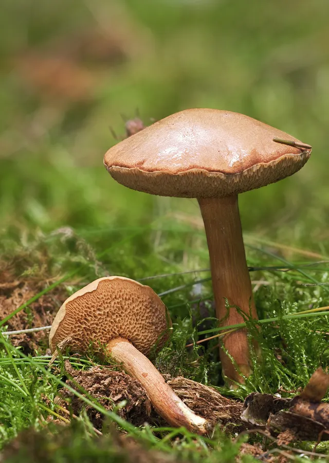 Dokumentasi Chalciporus piperatus — Fotografi