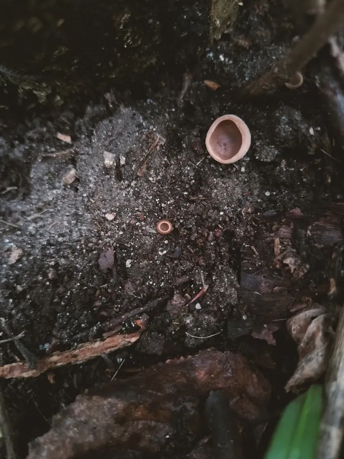 Dokumentasi Ciboria coryli — Fotografi