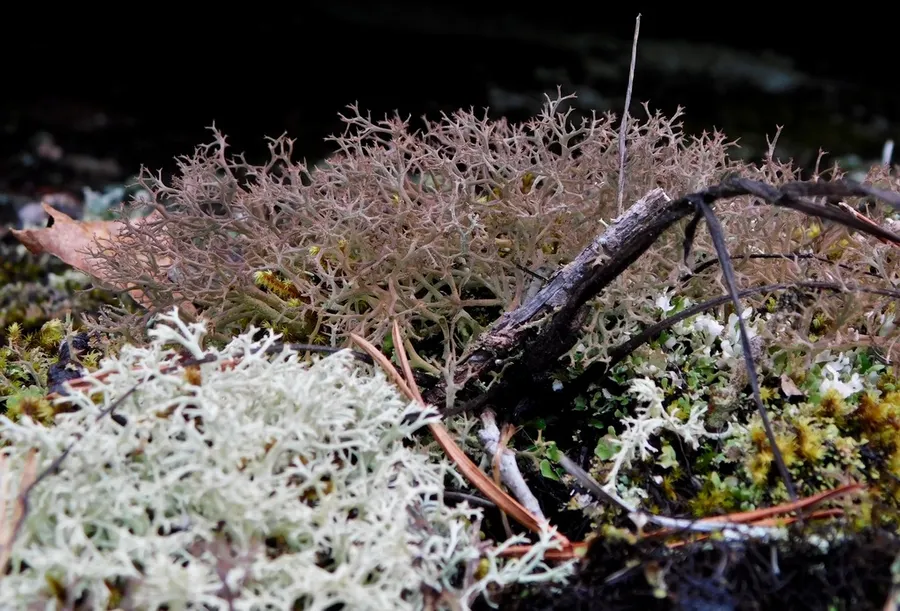 Dokumentasi Cladonia appalachensis — Fotografi