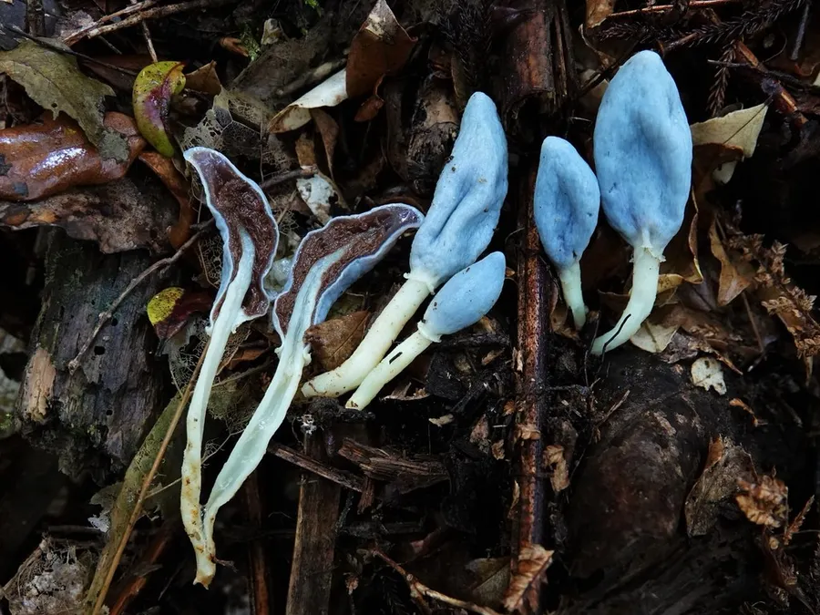 Dokumentasi Clavogaster virescens — Fotografi