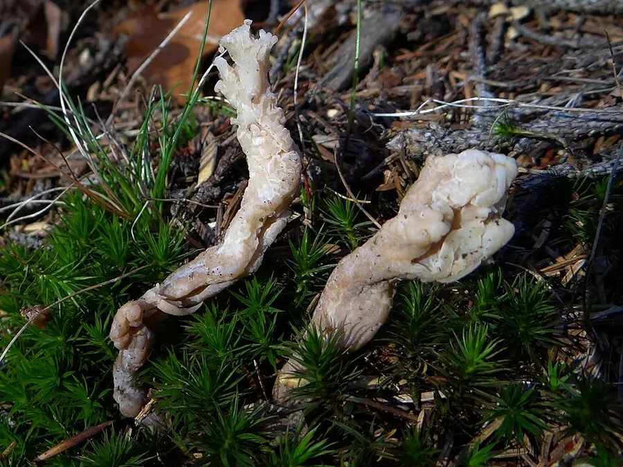Dokumentasi Clavulina rugosa — Fotografi