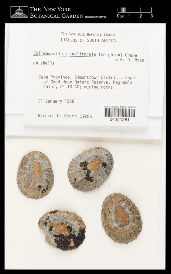 Dokumentasi Collemopsidium sublitorale — Voucher herbarium