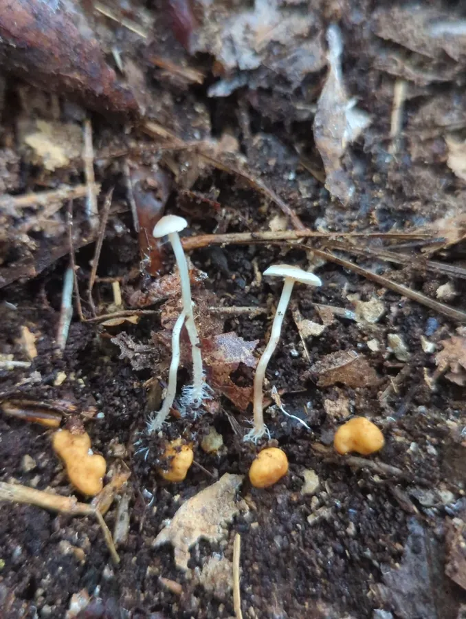 Dokumentasi Collybia cookei — Fotografi