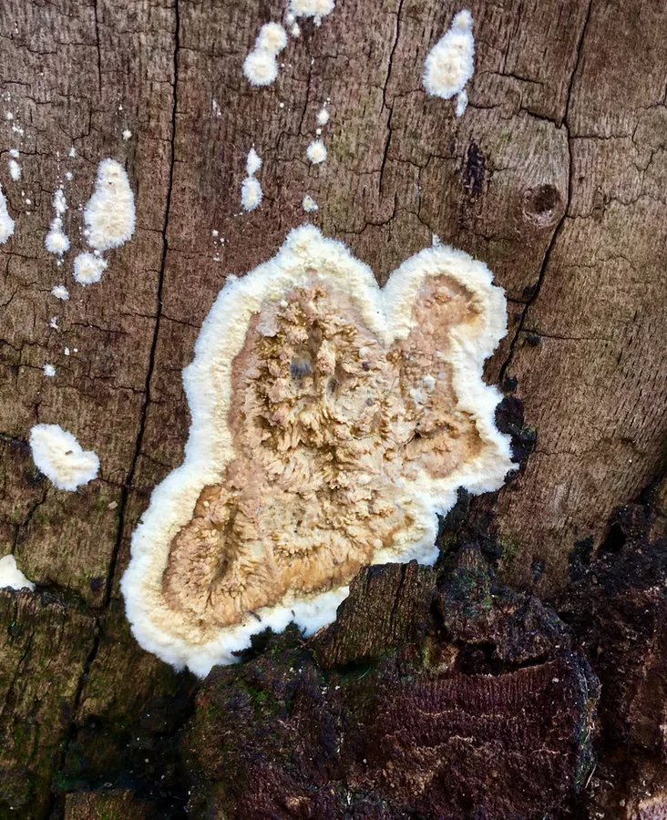 Dokumentasi Coniophora puteana — Fotografi
