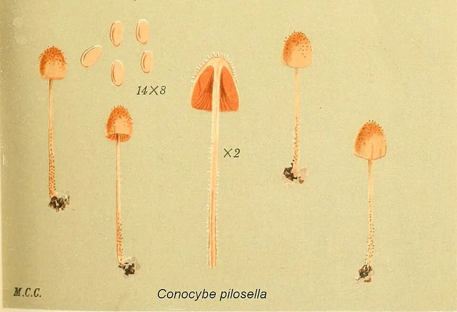 Dokumentasi Conocybe pilosella — Fotografi