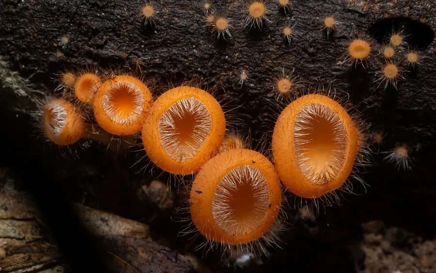 Dokumentasi Cookeina tricholoma — Fotografi